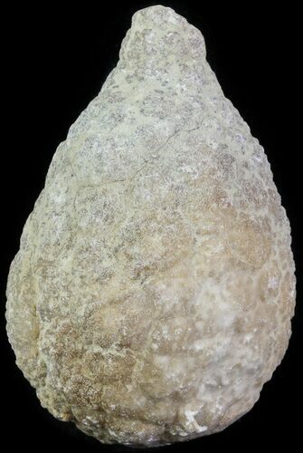 Cystoid (Holocystites) Fossil - Indiana #61964